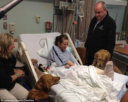 金毛犬为波士顿爆炸案伤者带去欢乐 金毛犬为波士顿爆炸案伤者带去欢乐