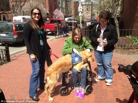 金毛犬安抚波士顿街头的行人 金毛犬安抚波士顿街头的行人