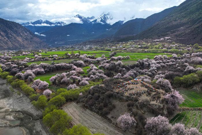 西藏林芝：雪山桃花美不胜收