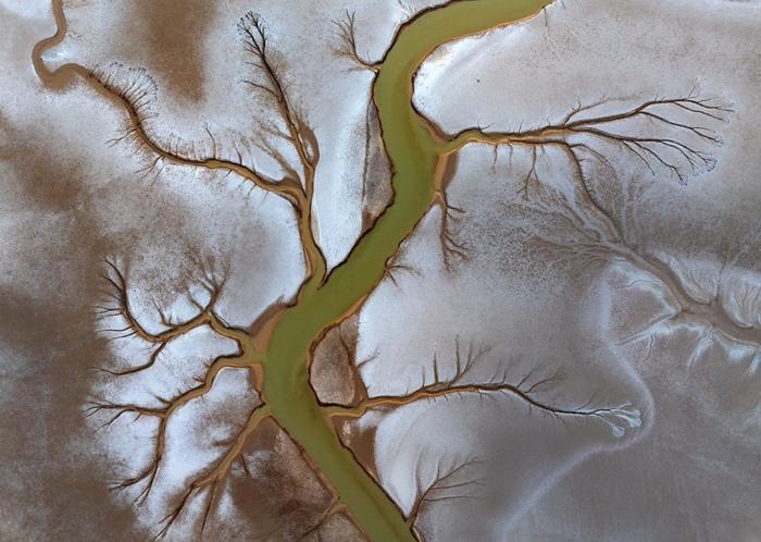 黄海海涂湿地现壮美“潮汐树”