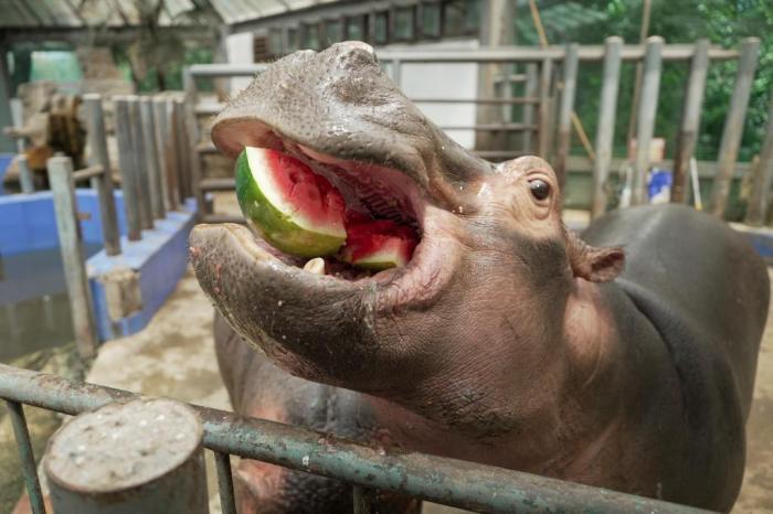 郑州最高气温突破40℃ 动物避暑有“凉”方