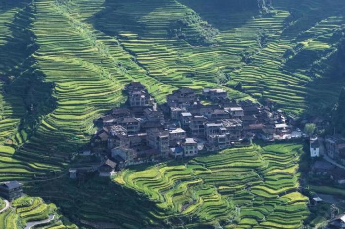 广西苗寨稻田初黄秋意浓