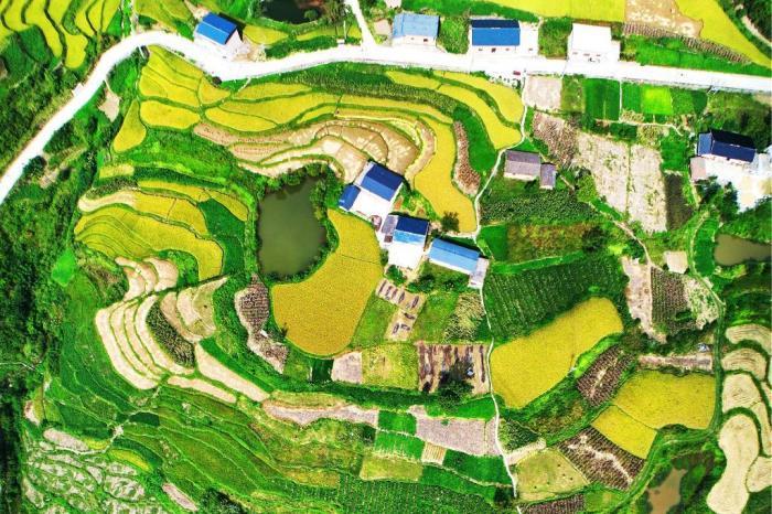 湖北三峡库区高山梯田“丰”景如画