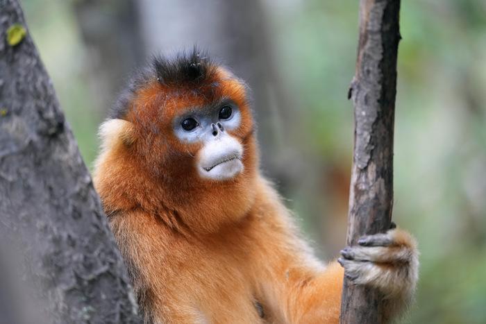 九寨沟白河金猴谷：野生川金丝猴萌态十足
