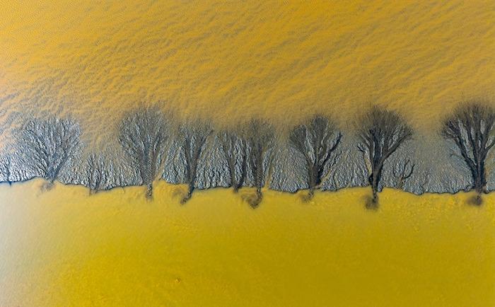 浙江海宁：钱塘江畔壮美“潮汐树”