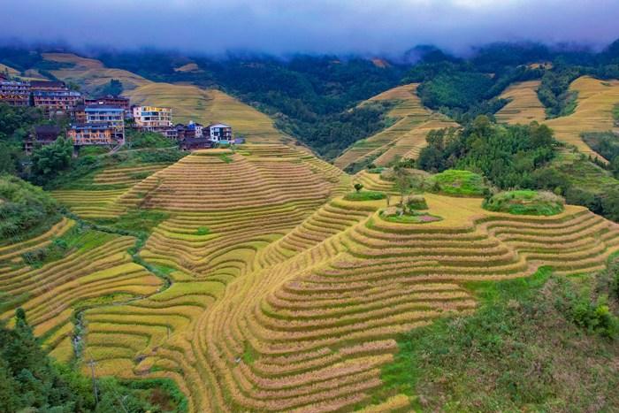 广西龙胜金坑寨梯田现“金色海洋”盛景