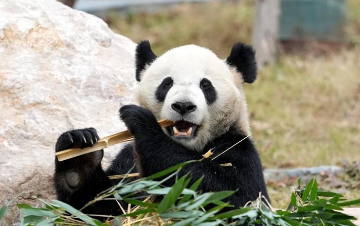 探访四川绵阳中华大熊猫苑