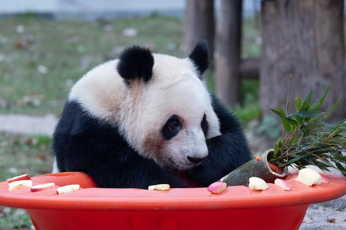 重庆：大熊猫春日萌动 惬意十足