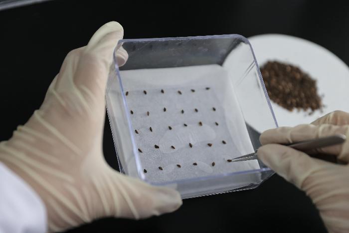 青海：育种62克“太空种子”