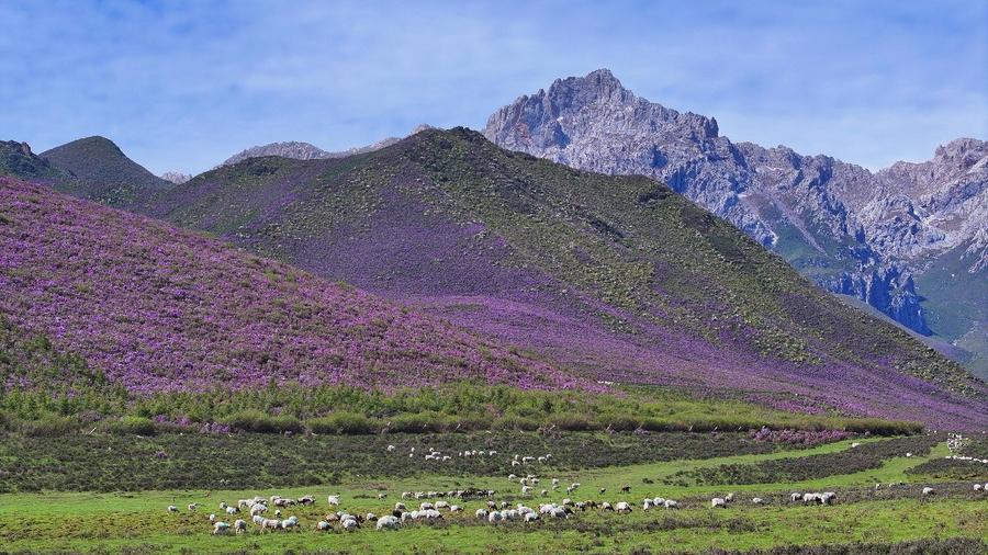 抓喜秀龙草原喜提夏日“限定紫色皮肤”