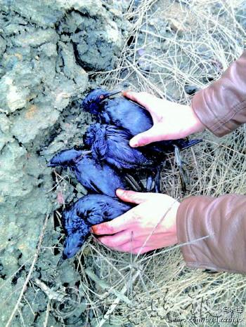 胶州湾部分鸟类羽毛沾满油污无法飞行(图)