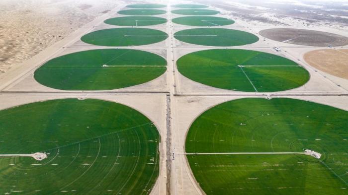 沙地变良田 塔克拉玛干沙漠边缘现“绿色圆盘”